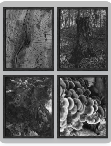 Pressure Studies - 4 Print Set