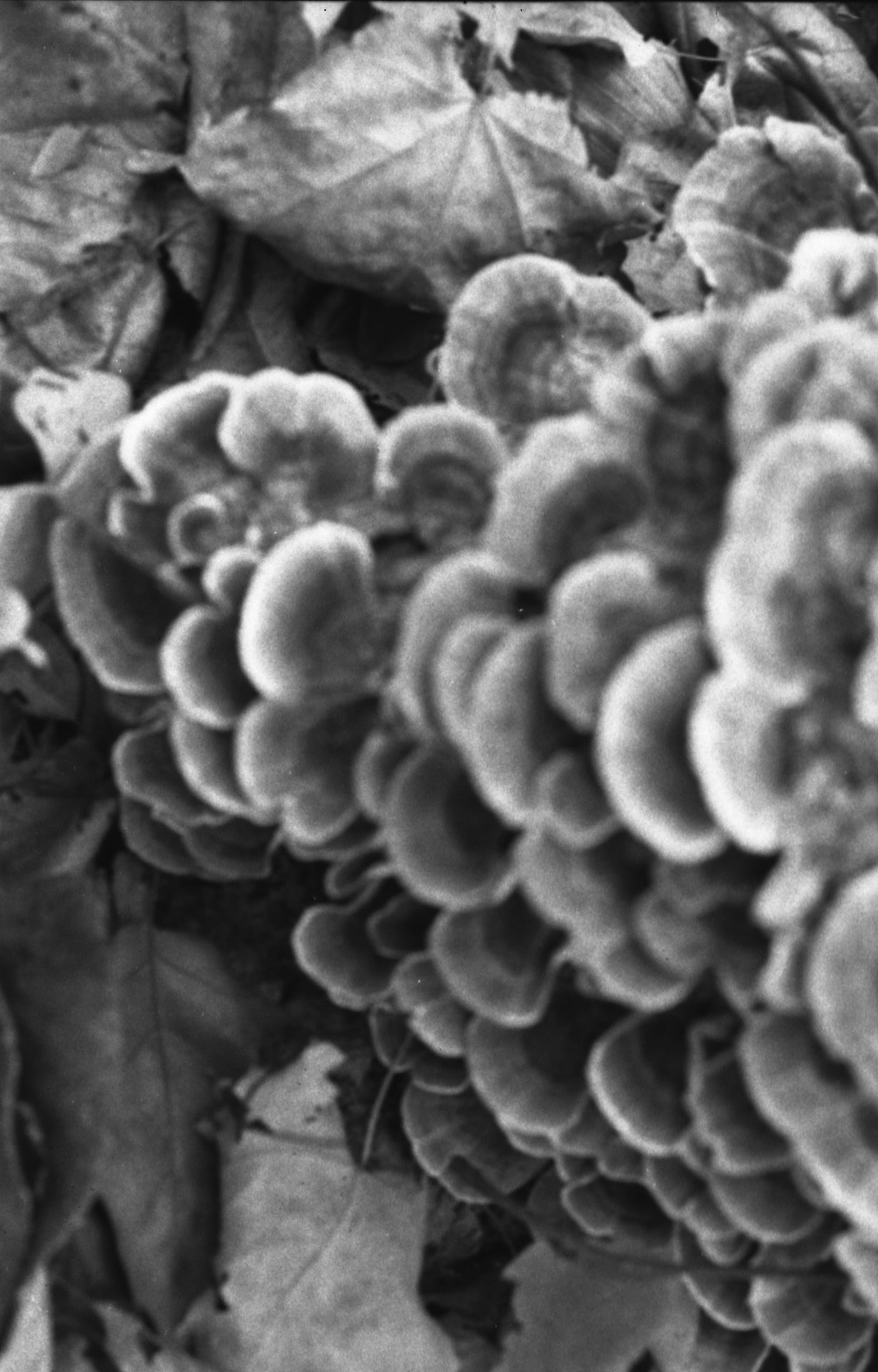 Pressure Studies - 4 Print Set