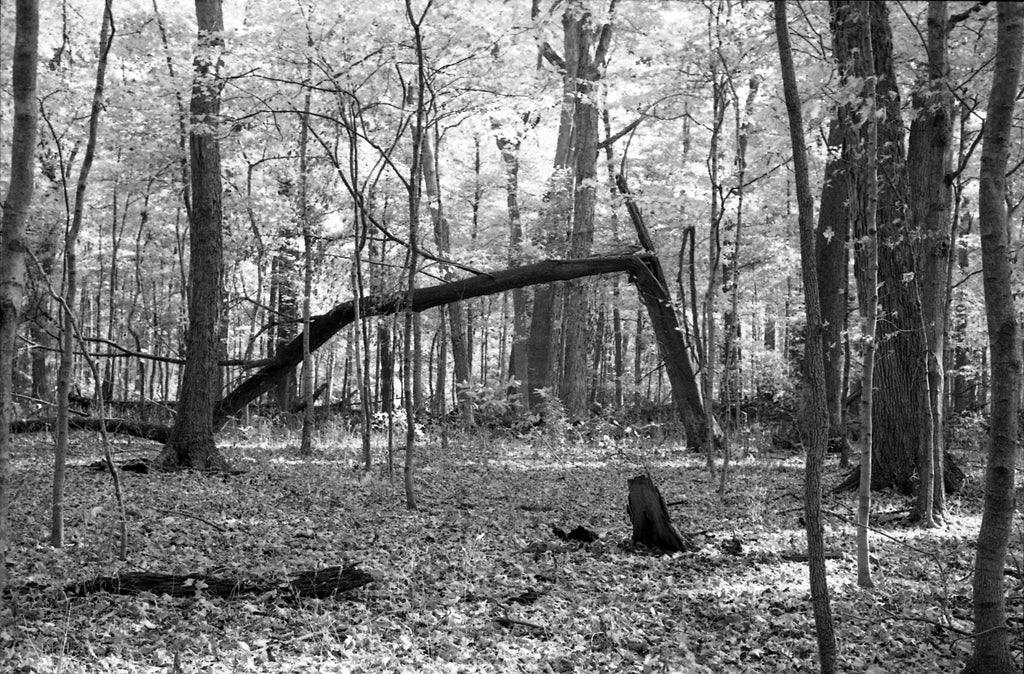 Crooked Tree Framed poster